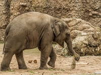 15 05  Zoo Zurich  0301