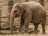 15 05  Zoo Zurich  0302