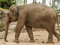 15 05  Zoo Zurich  0303