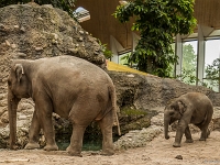 15 05  Zoo Zurich  0305