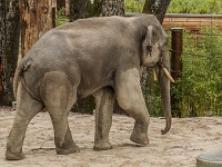 15 05  Zoo Zurich  0307