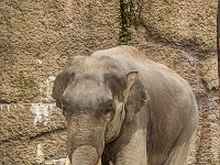 15 05  Zoo Zurich  0309