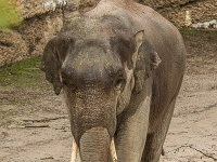15 05  Zoo Zurich  0311