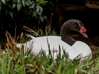 15 05  Zoo Zurich  0312