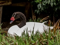 15 05  Zoo Zurich  0313