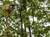 15 05  Zoo Zurich  0322