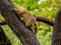 15 05  Zoo Zurich  0330