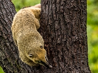 15 05  Zoo Zurich  0331