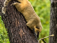 15 05  Zoo Zurich  0333