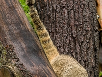 15 05  Zoo Zurich  0334