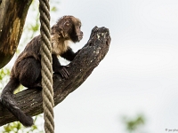 15 05  Zoo Zurich  0336