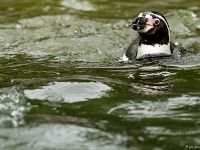 15 05  Zoo Zurich  0337