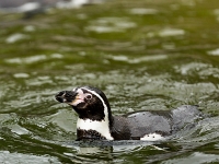 15 05  Zoo Zurich  0338