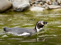 15 05  Zoo Zurich  0340