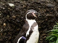 15 05  Zoo Zurich  0341