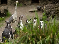 15 05  Zoo Zurich  0343