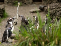 15 05  Zoo Zurich  0344