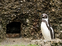 15 05  Zoo Zurich  0345