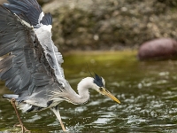 15 05  Zoo Zurich  0346