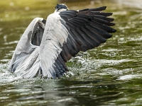 15 05  Zoo Zurich  0347