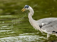 15 05  Zoo Zurich  0349