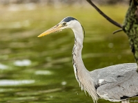 15 05  Zoo Zurich  0350