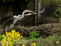 15 05  Zoo Zurich  0351
