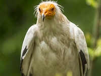 15 05  Zoo Zurich  0352