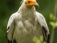 15 05  Zoo Zurich  0353